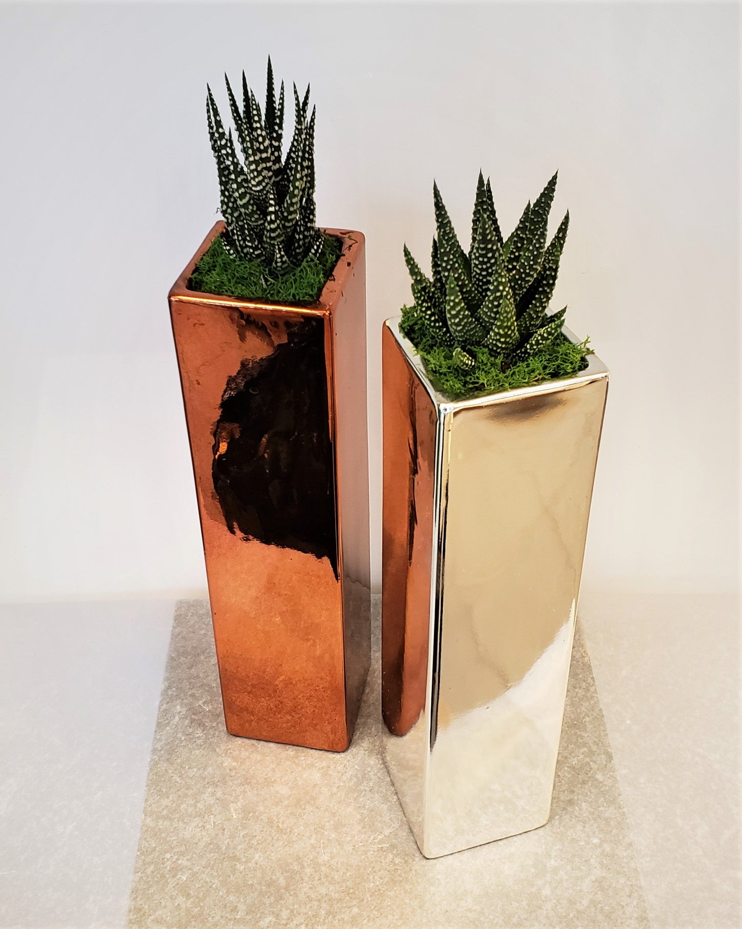 Modern Succulent
