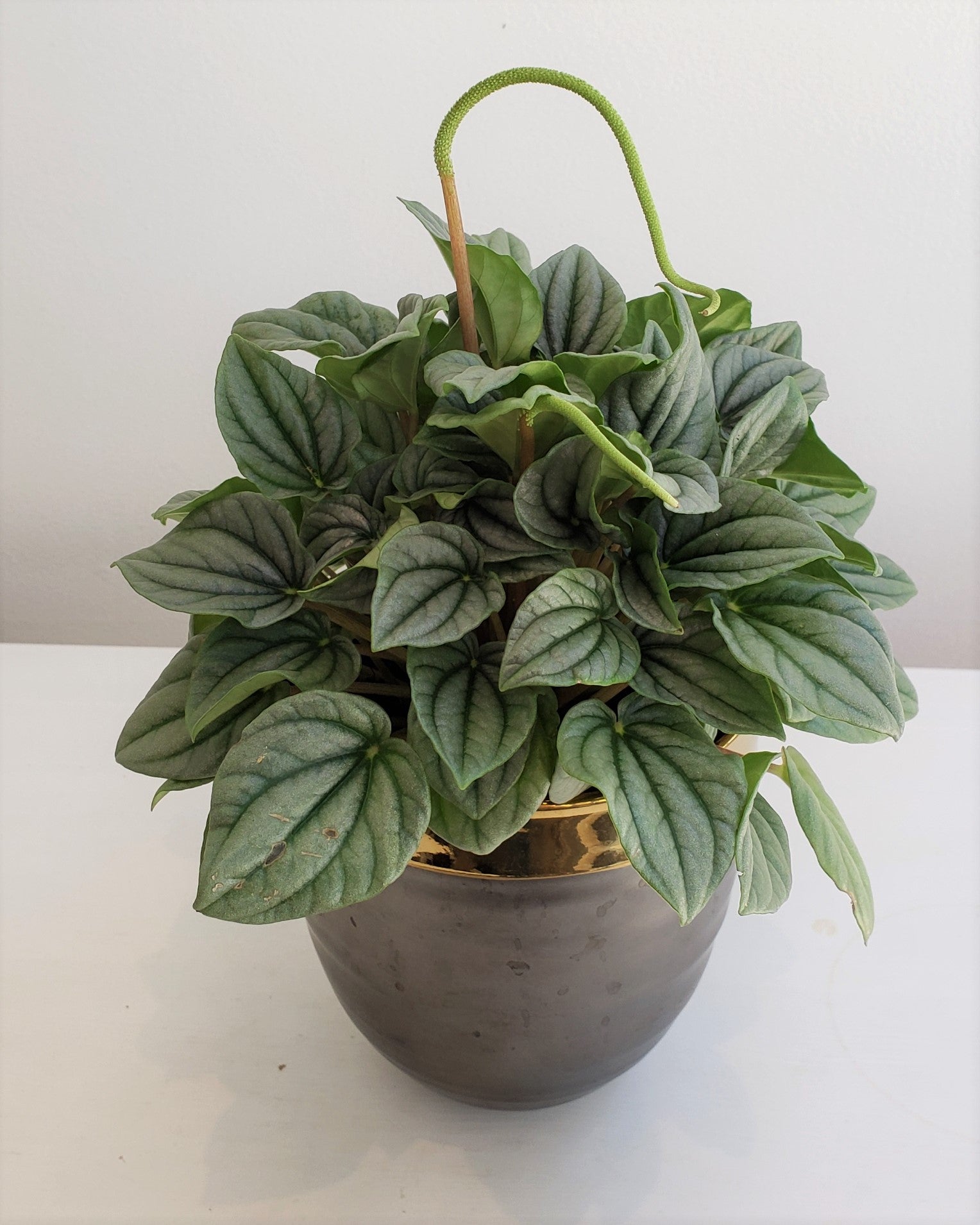 Luxury Peperomia