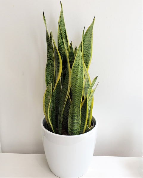 Sansevieria