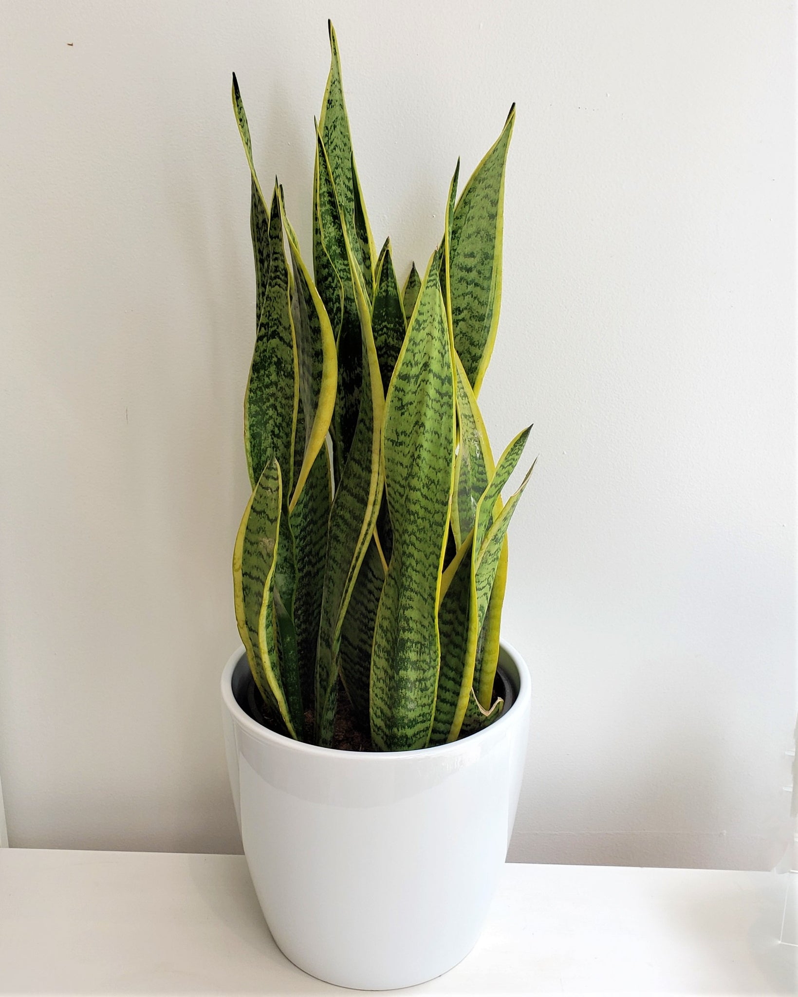 Sansevieria