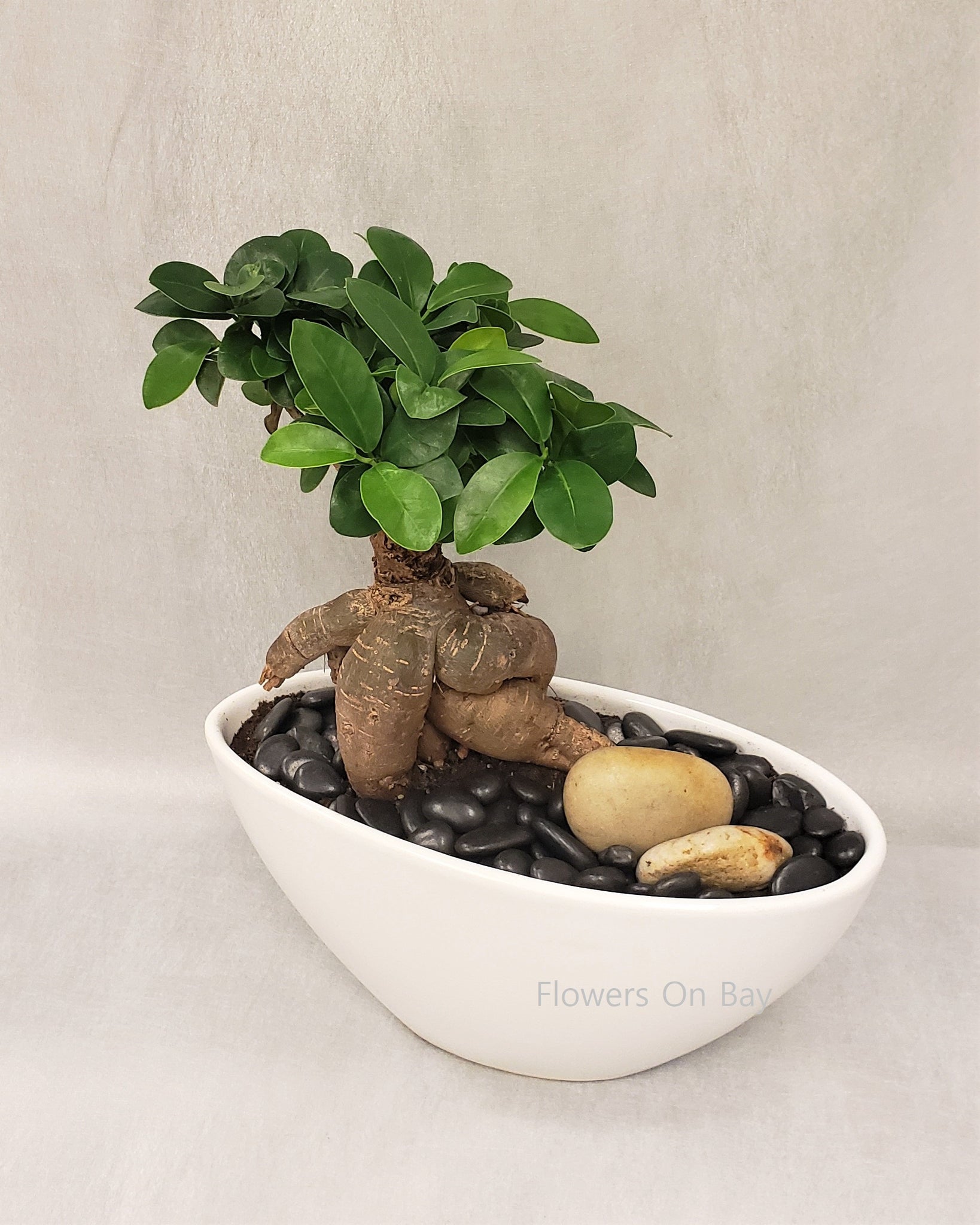 Bonsai