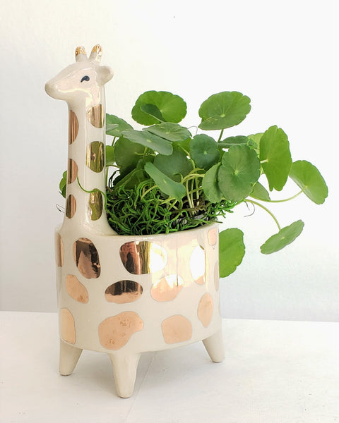 Giraffe Garden