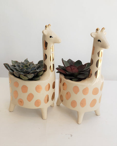 Giraffe Garden