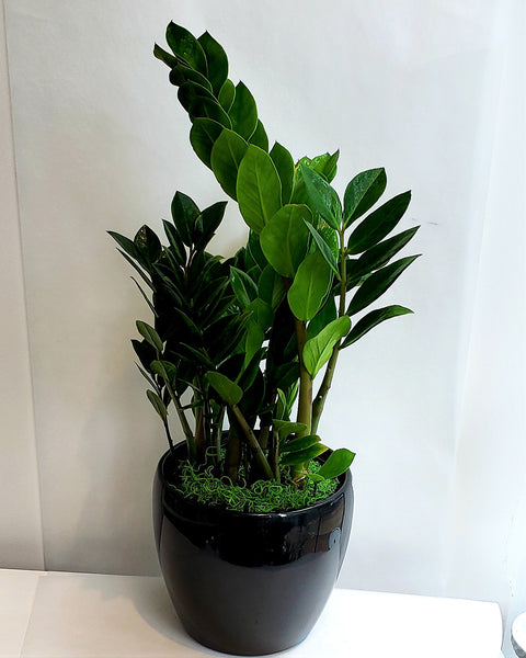 ZZ Plant