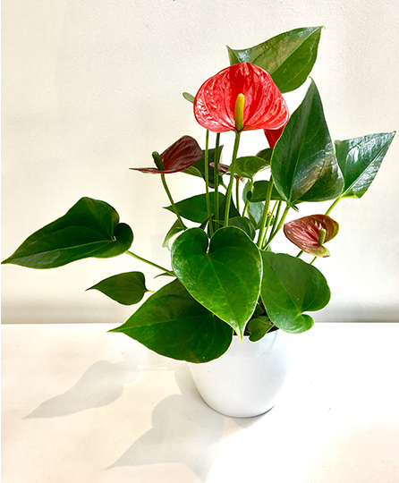 Anthurium