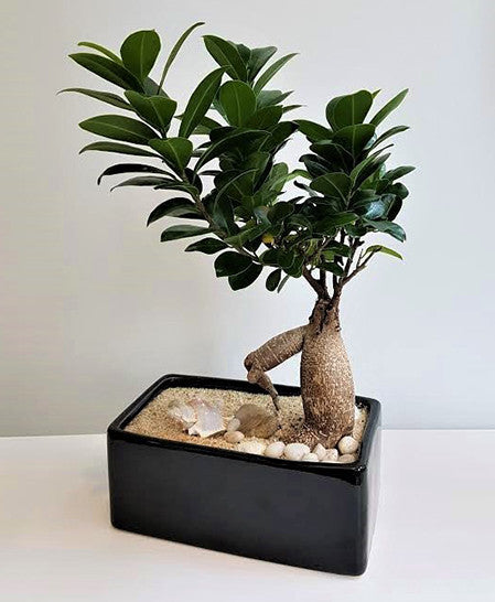 Bonsai