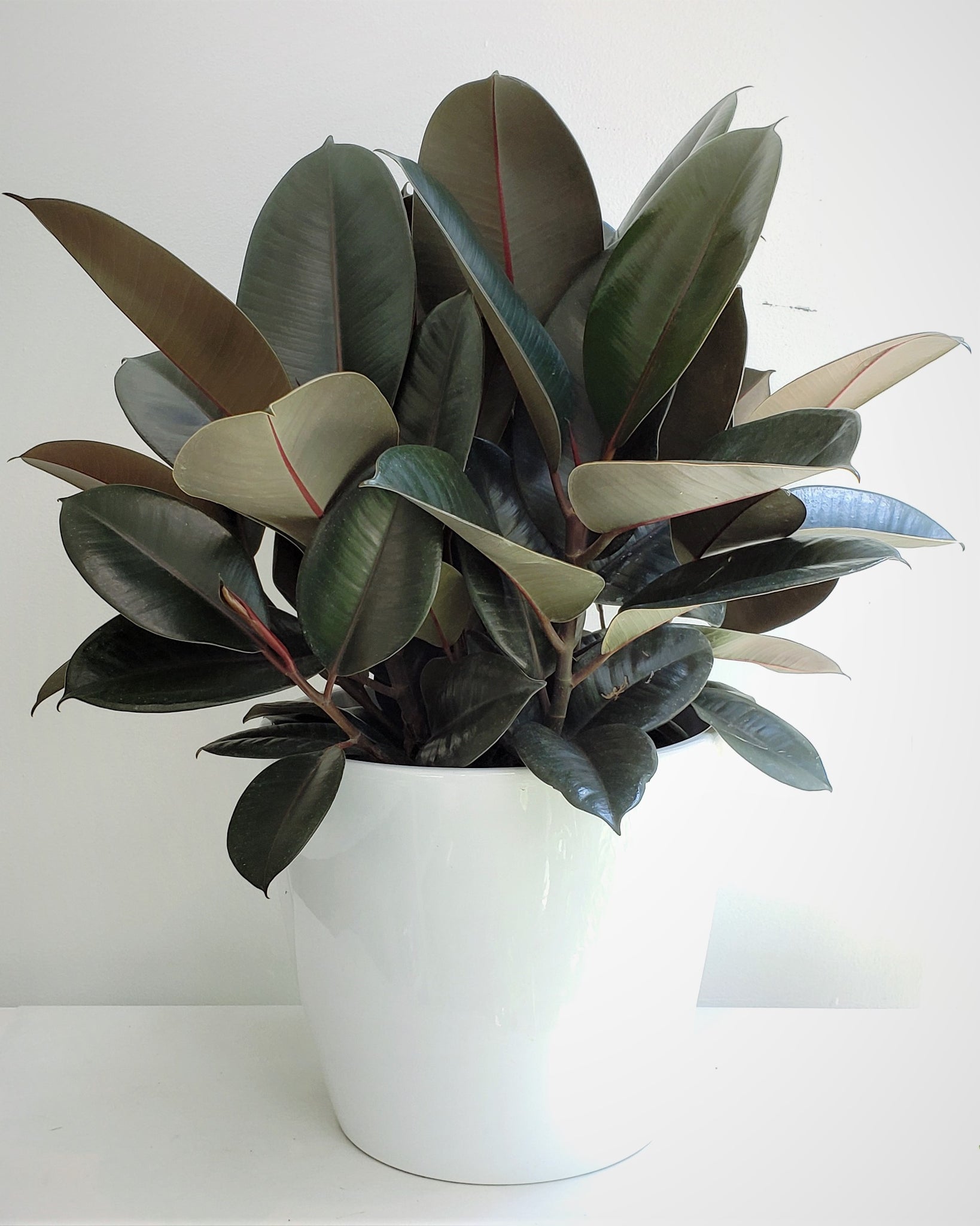 Luxury Rubber Plant