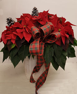 Poinsettia