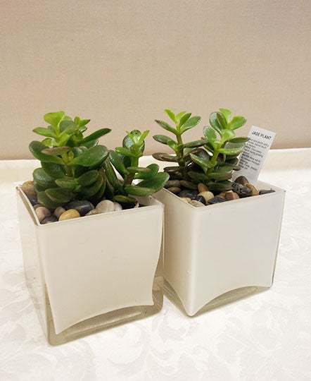 Table Jade