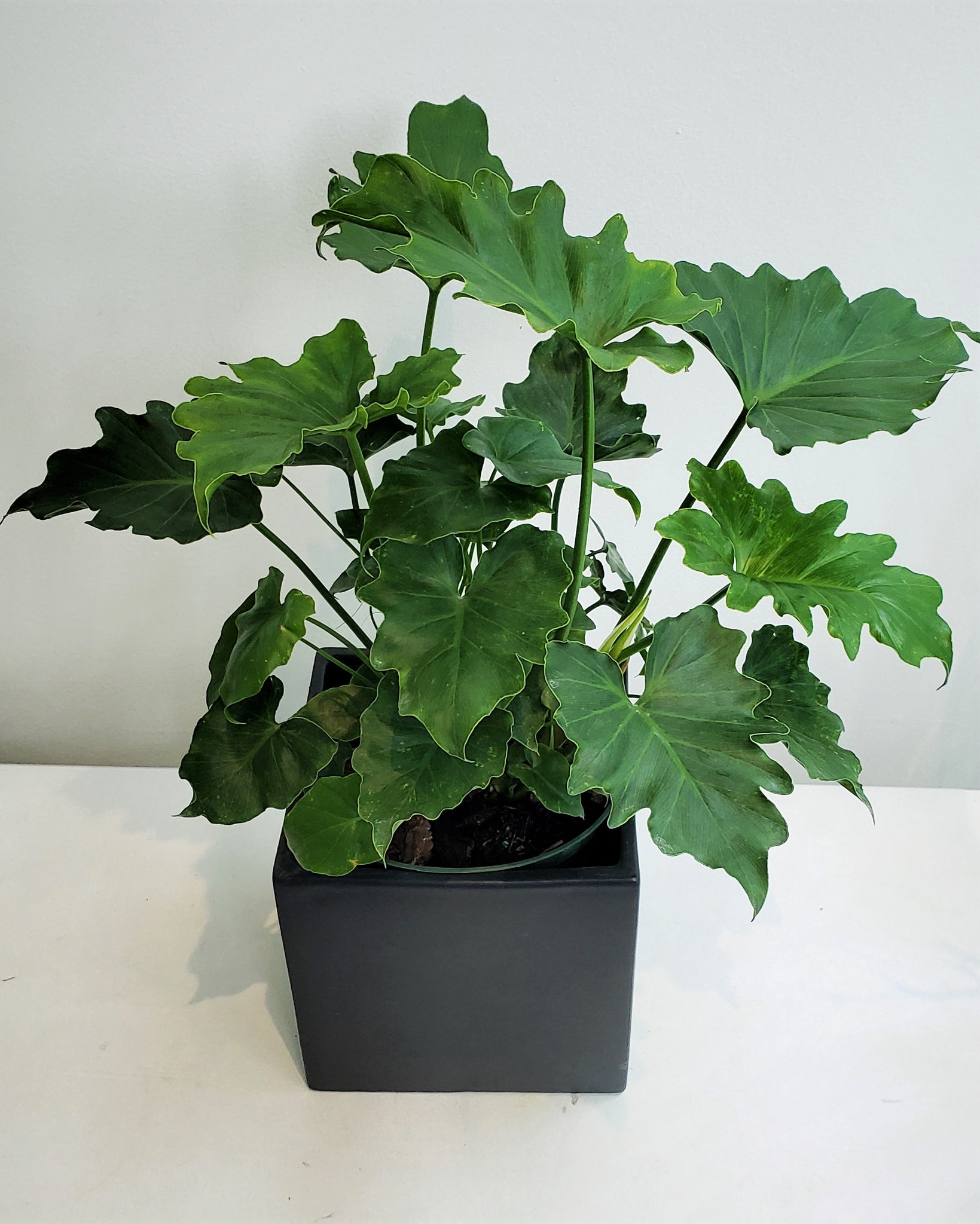 Philodendron Selloum Pot