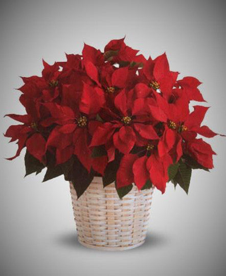 Poinsettia