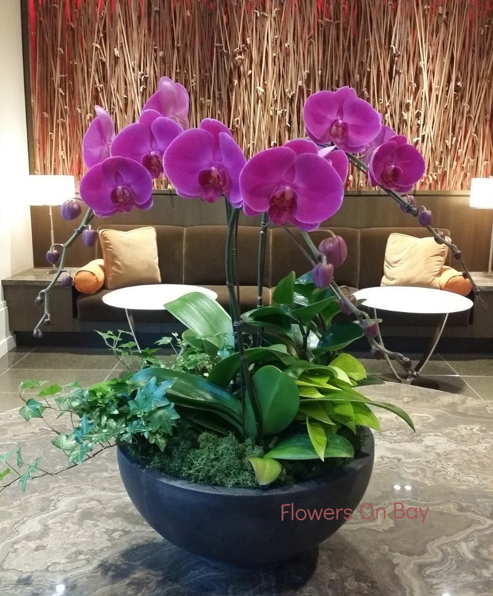 Imperial Orchids