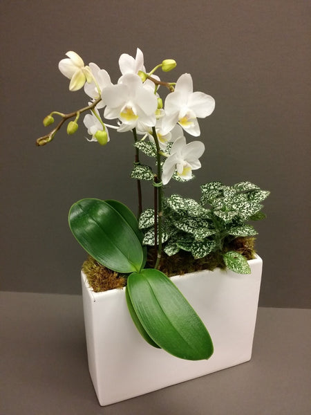 Divine Orchids