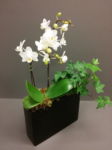 Divine Orchids
