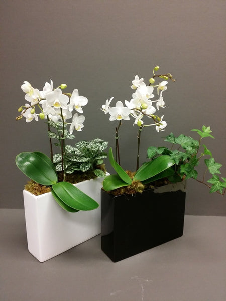 Divine Orchids