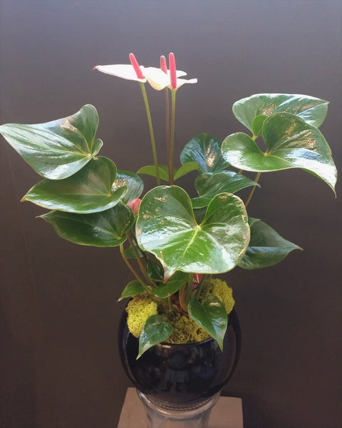 Anthurium
