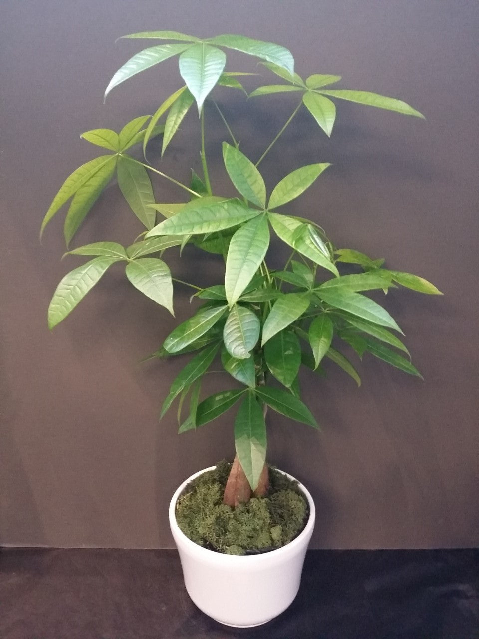 Money Tree